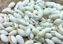 White Bubble/Bullet Seashells - Haminoea Zelandiae - (85-100 shells approx. 0.5-1 inch). Multiple stark white spiral shells in a bright pile. Copyright 2022 SeaShellSupply.com.