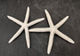 White Finger Starfish (2 starfish approx. 5+ inches) White Linckia Laevigata Seastars for coastal display crafts art & collecting!