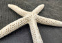 White Finger Starfish (2 starfish approx. 5+ inches) White Linckia Laevigata Seastars for coastal display crafts art & collecting!