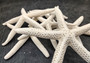 White Finger Starfish (2 starfish approx. 5+ inches) White Linckia Laevigata Seastars for coastal display crafts art & collecting!