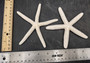 White Finger Starfish (2 starfish approx. 5+ inches) White Linckia Laevigata Seastars for coastal display crafts art & collecting!