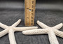 White Finger Starfish (2 starfish approx. 5+ inches) White Linckia Laevigata Seastars for coastal display crafts art & collecting!