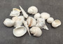 White Seashell Medium Wedding Mix (12-15 shells approx. .75-2 inches). Multiple white different shaded shells in a pile. Copyright 2022 SeaShellSupply.com.