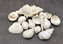 White Seashell Medium Wedding Mix (12-15 shells approx. .75-2 inches). Multiple white different shaded shells in a pile. Copyright 2022 SeaShellSupply.com.