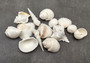 White Seashell Medium Wedding Mix (12-15 shells approx. .75-2 inches). Multiple white different shaded shells in a pile. Copyright 2022 SeaShellSupply.com.