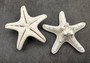 White Knobby Starfish - Protoreaster Nodosus - (2 starfish approx. 3-4 inches). Two sturdy tan ribbed Starfish. Copyright 2024 SeaShellSupply.com.