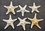 White Knobby Starfish - Protoreaster Nodosus - (2 starfish approx. 3-4 inches). Two sturdy tan ribbed Starfish. Copyright 2024 SeaShellSupply.com.