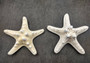White Knobby Starfish - Protoreaster Nodosus - (2 starfish approx. 3-4 inches). Two sturdy tan ribbed Starfish. Copyright 2024 SeaShellSupply.com.