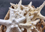 White Knobby Starfish - Protoreaster Nodosus - (2 starfish approx. 3-4 inches). Two sturdy tan ribbed Starfish. Copyright 2024 SeaShellSupply.com.