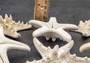 White Knobby Starfish - Protoreaster Nodosus - (2 starfish approx. 3-4 inches). Two sturdy tan ribbed Starfish. Copyright 2024 SeaShellSupply.com.