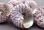 Strawberry Trochus Seashells - Techtus Conus - (4 shells approx. 1.5-2.5 inches). Four spiral pink and purple shells laid out to show the different angles. Copyright 2024 SeaShellSupply.com.