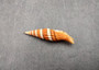 Queen Miter Seashell - Mitra Compressum - (1 shell approx. 1.75-2 inches). Spiral white orange and black cone shaped shell. Copyright 2024 SeaShellSupply.com.