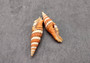 Queen Miter Seashell - Mitra Compressum - (1 shell approx. 1.75-2 inches). Spiral white orange and black cone shaped shell. Copyright 2024 SeaShellSupply.com.