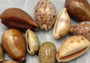 Assorted Cowrie Shells (approx. 10-15 shells .75-1.5 inches). Multiple earthly colored shells in a pile. Copyright 2022 SeaShellSupply.com.
