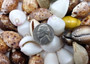 Assorted Cowrie Shells (approx. 10-15 shells .75-1.5 inches). Multiple earthly colored shells in a pile. Copyright 2022 SeaShellSupply.com.