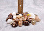 Cowrie Seashells Assorted Mix (Approx. half cup +/-10 shells 0.75+ inches) Colorful Cowrie Variety Shells for coastal crafting & decor!