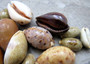 Assorted Cowrie Shells (approx. 10-15 shells .75-1.5 inches). Multiple earthly colored shells in a pile. Copyright 2022 SeaShellSupply.com.