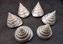 Polished Silver/Pearl Trochus Seashell (2-2.5 Inches) - Trochus Niloticus. One shiny bright spiral white shell with a wide opened base. Copyright 2024 SeaShellSupply.com.