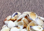 Spotted Clam Seashells (appx. 36-40 pcs.) - Clycymeris Pectunculus. Multiple white and orange spotted ribbed wide shells in a pile. Copyright 2024 SeaShellSupply.com.