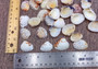 Spotted Clam Seashells (appx. 36-40 pcs.) - Clycymeris Pectunculus. Multiple white and orange spotted ribbed wide shells in a pile. Copyright 2024 SeaShellSupply.com.