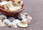Spotted Clam Seashells (appx. 36-40 pcs.) - Clycymeris Pectunculus. Multiple white and orange spotted ribbed wide shells in a pile. Copyright 2024 SeaShellSupply.com.