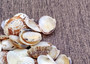 Spotted Clam Seashells (appx. 36-40 pcs.) - Clycymeris Pectunculus. Multiple white and orange spotted ribbed wide shells in a pile. Copyright 2024 SeaShellSupply.com.