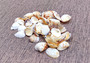 Spotted Clam Seashells Clycymeris Pectunculus (approx. 1 cup 35+ shells 0.5+ inches) Clam shells great for display & coastal crafting!