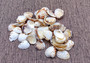 Spotted Clam Seashells Clycymeris Pectunculus (approx. 1 cup 35+ shells 0.5+ inches) Clam shells great for display & coastal crafting!