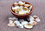 Spotted Clam Seashells Clycymeris Pectunculus (approx. 1 cup 35+ shells 0.5+ inches) Clam shells great for display & coastal crafting!