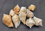 Margined Conch Seashells - Strombus Marginatus - (10 shells). A small pile of white spiral shells with brown accents. Copyright 2022 SeaShellSupply.com.