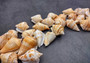 Margined Conch Seashells - Strombus Marginatus - (10 shells). A small pile of white spiral shells with brown accents. Copyright 2022 SeaShellSupply.com.
