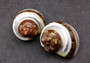 Banded Tapestry Turbo (2 pcs.) - (2-2.5 inches) - Turbo Petholatus. Three brown spiral brown and tan shells showing multiple different angles. Copyright 2024 SeaShellSupply.com.