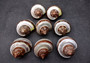 Banded Tapestry Turbo (2 pcs.) - (2-2.5 inches) - Turbo Petholatus. Three brown spiral brown and tan shells showing multiple different angles. Copyright 2024 SeaShellSupply.com.
