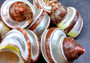 Banded Tapestry Turbo (2 pcs.) - (2-2.5 inches) - Turbo Petholatus. Three brown spiral brown and tan shells showing multiple different angles. Copyright 2024 SeaShellSupply.com.