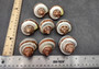 Banded Tapestry Turbo (2 pcs.) - (2-2.5 inches) - Turbo Petholatus. Three brown spiral brown and tan shells showing multiple different angles. Copyright 2024 SeaShellSupply.com.