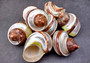 Banded Tapestry Turbo (2 pcs.) - (2-2.5 inches) - Turbo Petholatus. Three brown spiral brown and tan shells showing multiple different angles. Copyright 2024 SeaShellSupply.com.