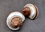 Banded Tapestry Turbo Seashells Turbo Petholatus (2 shells approx. 2+ inches) Brown Silver Turbo Shells for hermit crab homes & display!
