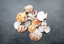 Edit a Product - Tranquebar Scallop Seashells - Pecten Tranquebaricus - (20 shells approx. 1-2 inches) (BL-113) Pile of multiple brightly colored shells. Copyright 2022 SeaShellSupply.com.