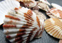 Edit a Product - Tranquebar Scallop Seashells - Pecten Tranquebaricus - (20 shells approx. 1-2 inches) (BL-113) Pile of multiple brightly colored shells. Copyright 2022 SeaShellSupply.com.