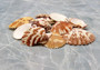 Edit a Product - Tranquebar Scallop Seashells - Pecten Tranquebaricus - (20 shells approx. 1-2 inches) (BL-113) Pile of multiple brightly colored shells. Copyright 2022 SeaShellSupply.com.