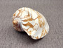  Noble Volute Seashell Voluta Nobilis (1 shell approx. 6+ inches) Perfect shells for coastal crafting decor & collections! One white shell with different tan designs on it and a wide opening. Copyright 2022 SeaShellSupply.com.
