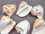  Noble Volute Seashell Voluta Nobilis (1 shell approx. 6+ inches) Perfect shells for coastal crafting decor & collections! One white shell with different tan designs on it and a wide opening. Copyright 2022 SeaShellSupply.com.