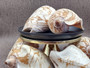  Noble Volute Seashell Voluta Nobilis (1 shell approx. 6+ inches) Perfect shells for coastal crafting decor & collections! One white shell with different tan designs on it and a wide opening. Copyright 2022 SeaShellSupply.com.