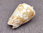  Noble Volute Seashell Voluta Nobilis (1 shell approx. 6+ inches) Perfect shells for coastal crafting decor & collections! One white shell with different tan designs on it and a wide opening. Copyright 2022 SeaShellSupply.com.