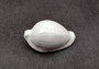 Egg Cowrie Seashell (2 Inches) - Ovula Ovum. White shiny shell. Copyright 2024 SeaShellSupply.com