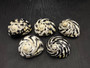 Polished West Indian Top/Magpie Seashell (appx. 2 inches) - Cittarium Pica. One black and white spotted spiral shell. Copyright 2025 SeaShellSupply.com.