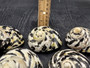 Polished West Indian Top/Magpie Seashell (appx. 2 inches) - Cittarium Pica. One black and white spotted spiral shell. Copyright 2025 SeaShellSupply.com.