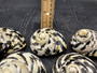 West Indian Top Polished Seashell Black Cittarium Pica (1 shell approx. 2.5+ inches) AKA Magpie Striped Shell for display arts & crafts!