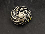 0West Indian Top Polished Seashell Black Cittarium Pica (1 shell approx. 2+ inches) AKA Magpie Striped Shell for display arts & crafts!