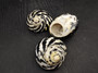 0West Indian Top Polished Seashell Black Cittarium Pica (1 shell approx. 2+ inches) AKA Magpie Striped Shell for display arts & crafts!